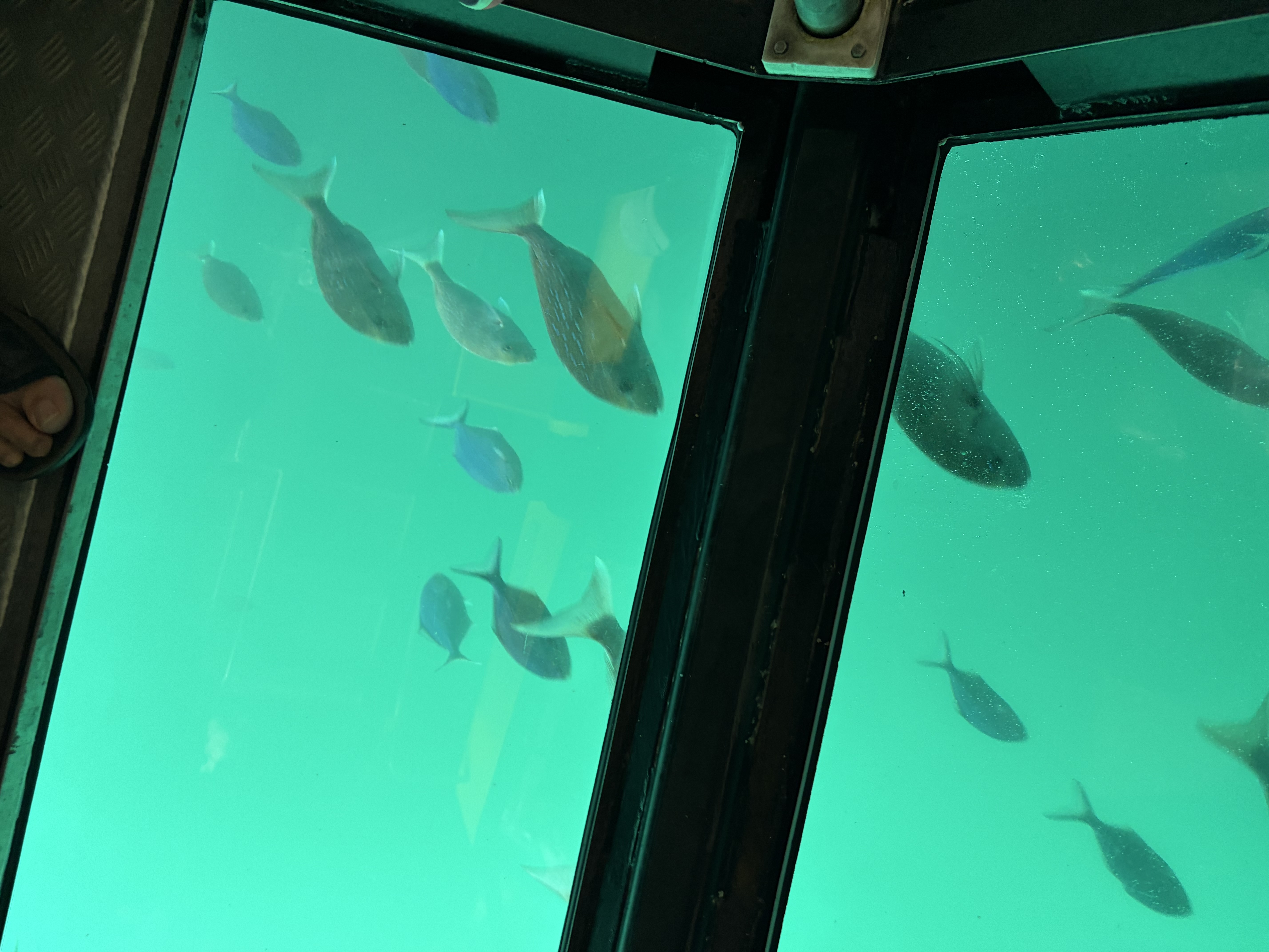 Coromandel Peninsula: Day 5 — Coastal Roads, Holiday Park Rhythm, and Timeless Summer