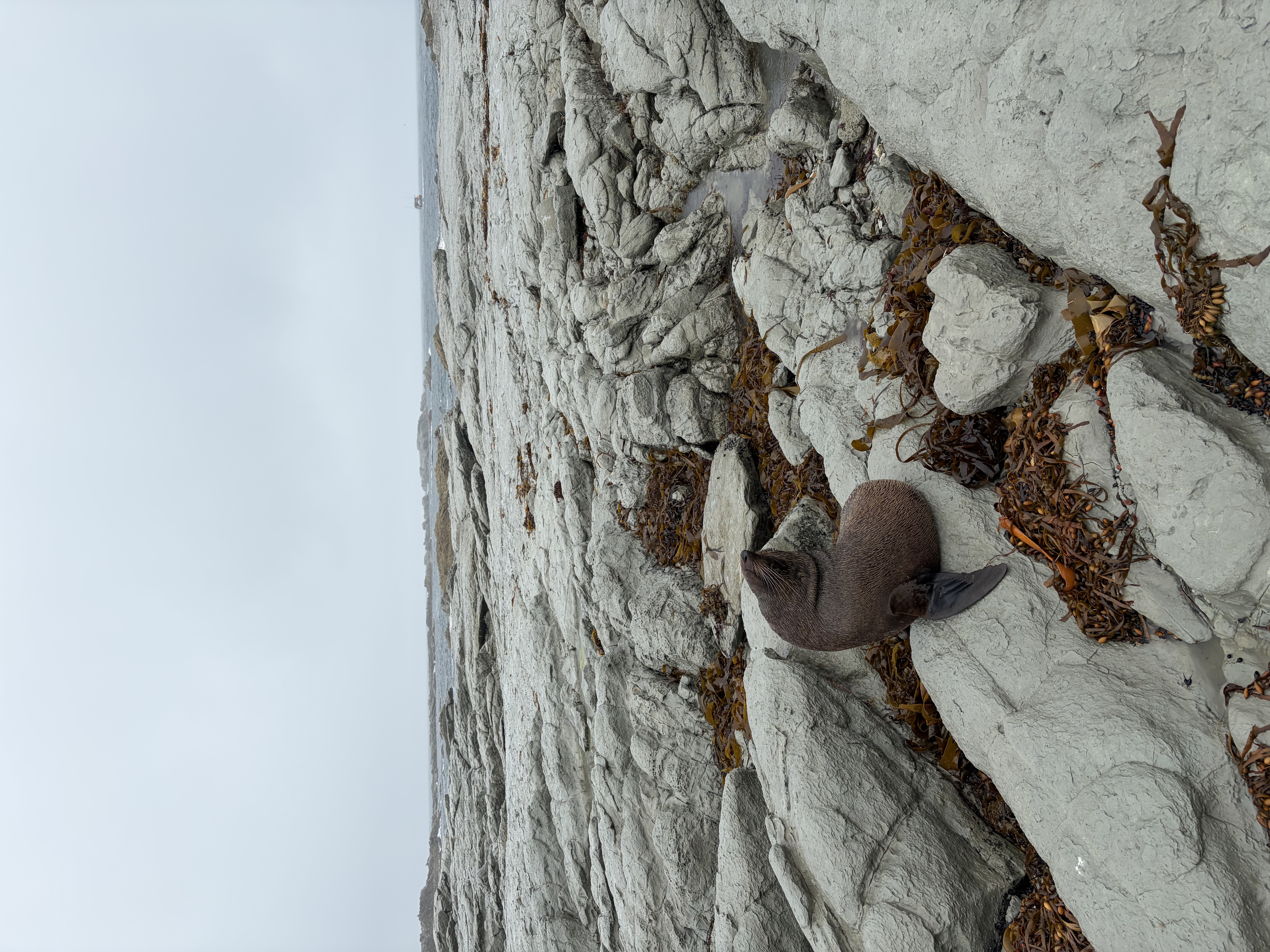 Kaikōura: Day 20 — Mountains From the Sea, Seals at Your Feet, and Raw Natural Power