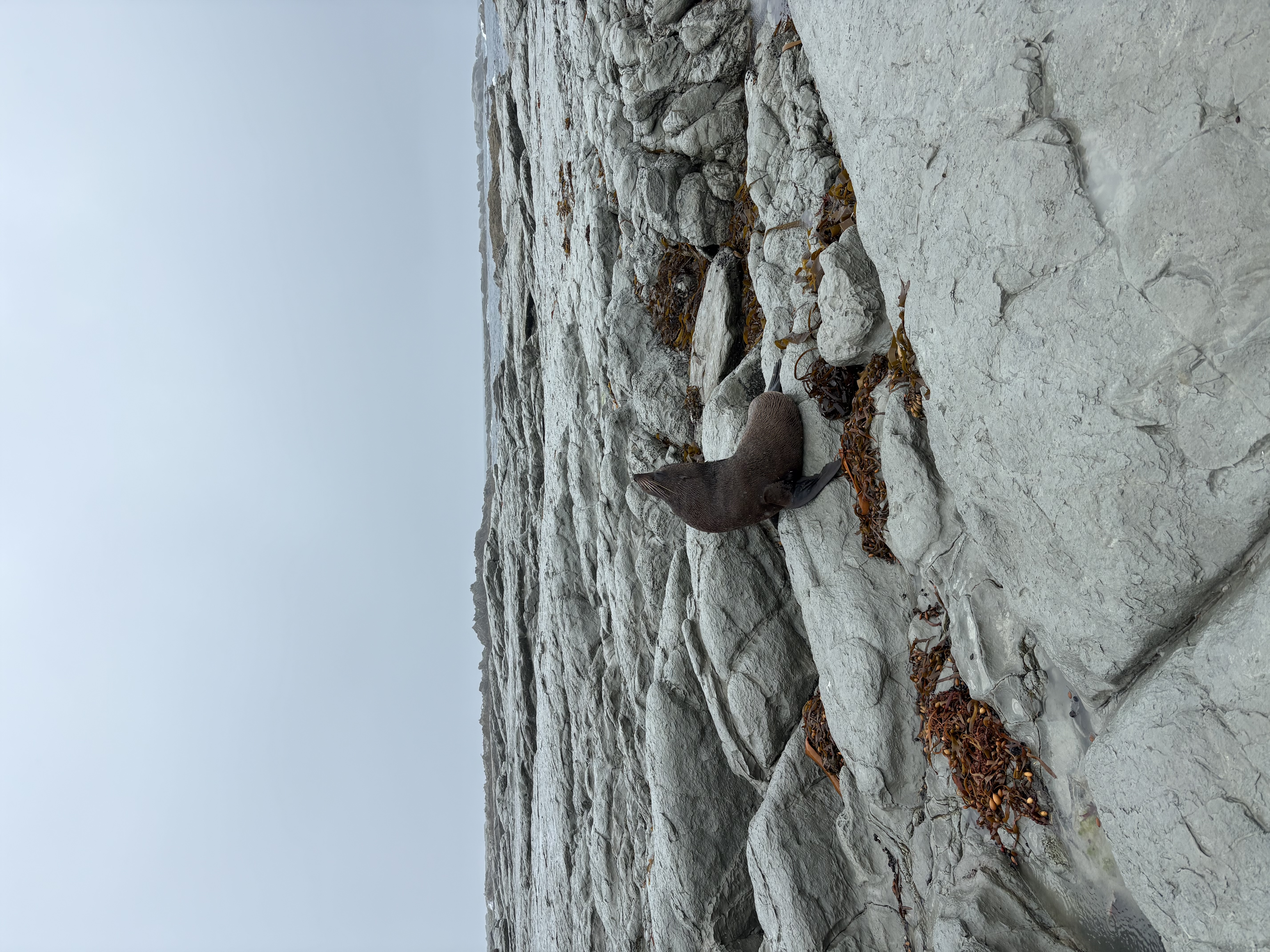 Kaikōura — Kaikoura seal 1