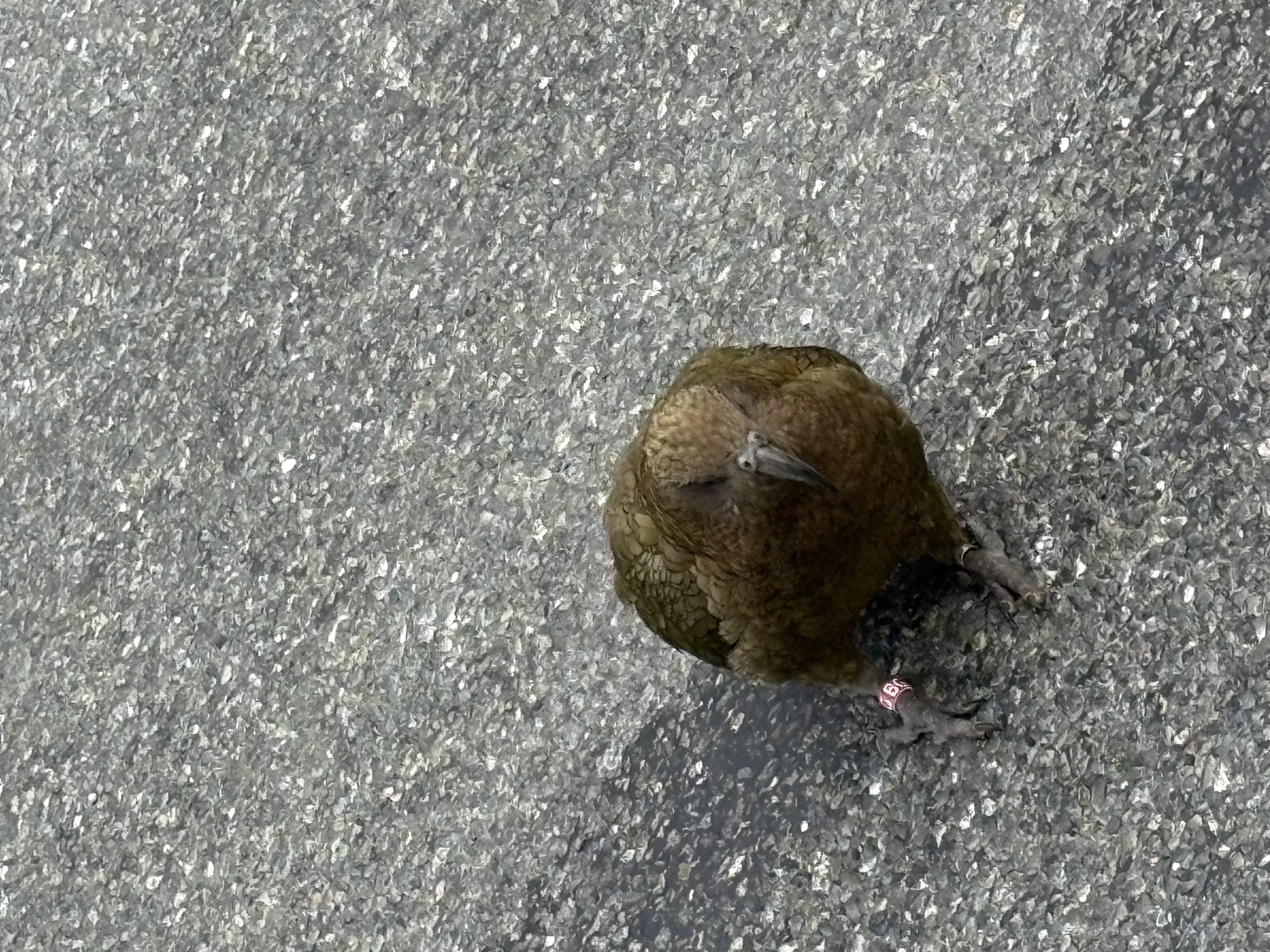 Milford Sound, Fiordland — Milford sound road kea