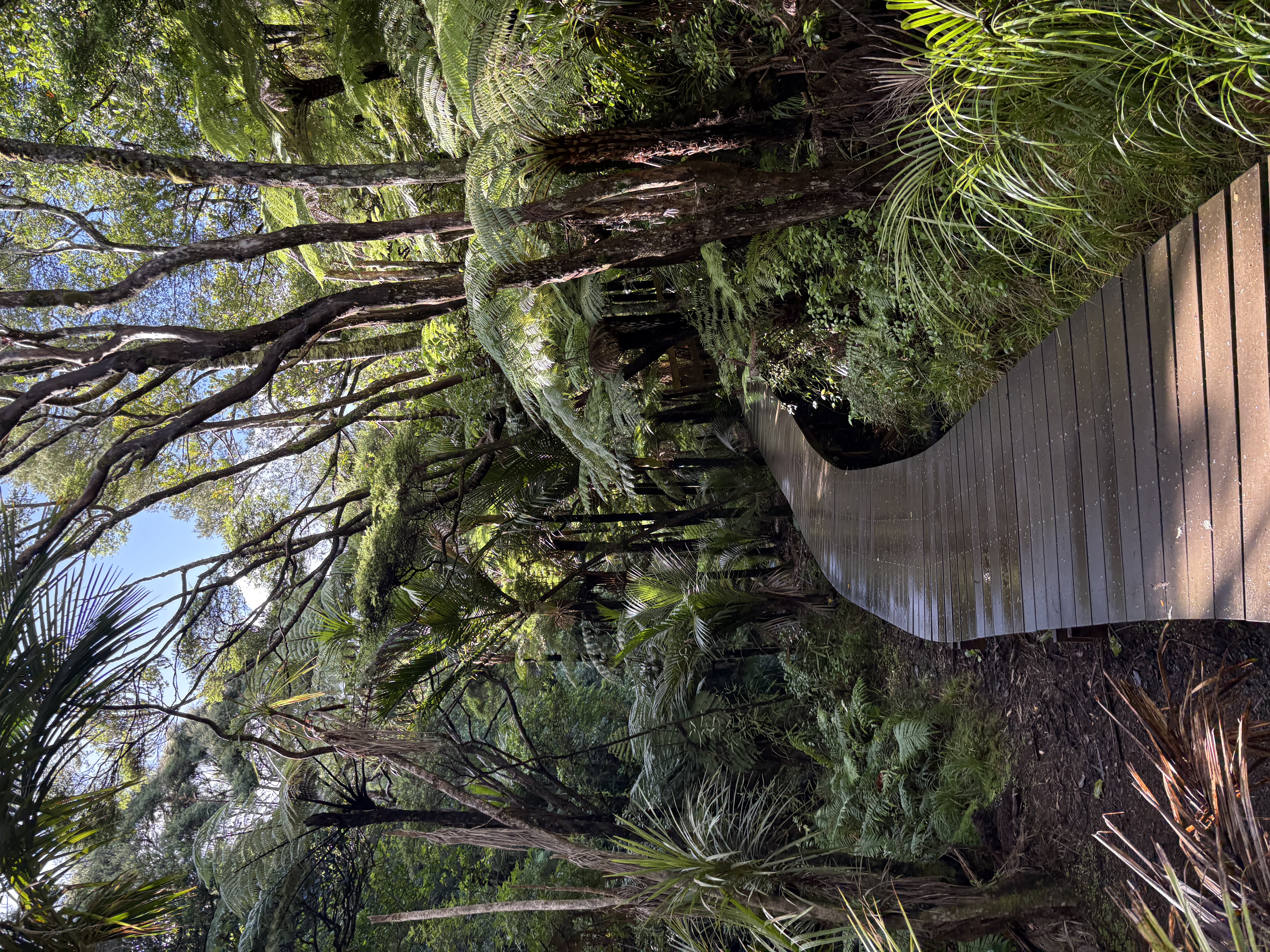 Piha — Kitekite path 1