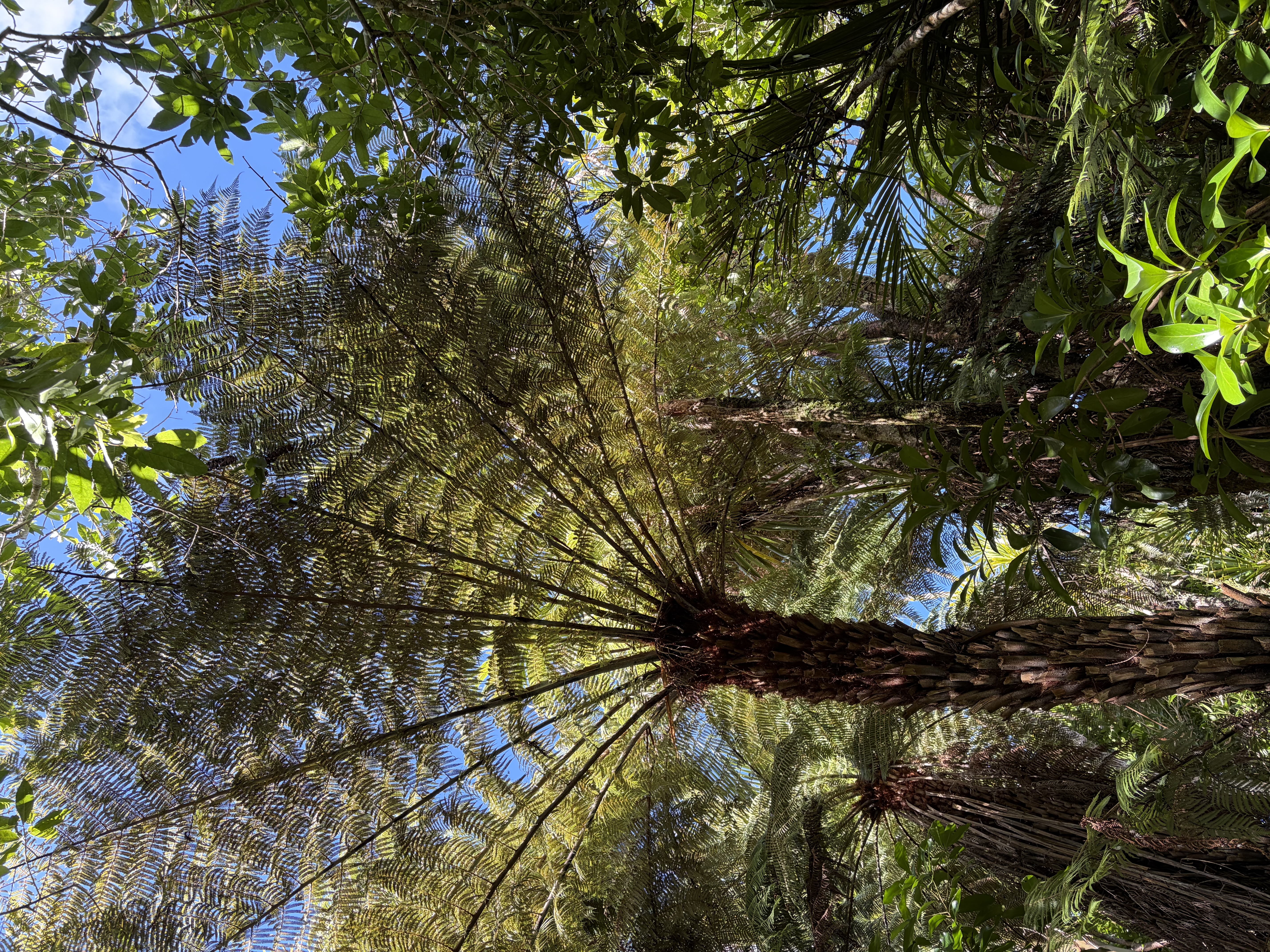 Piha — Kitekite path 2
