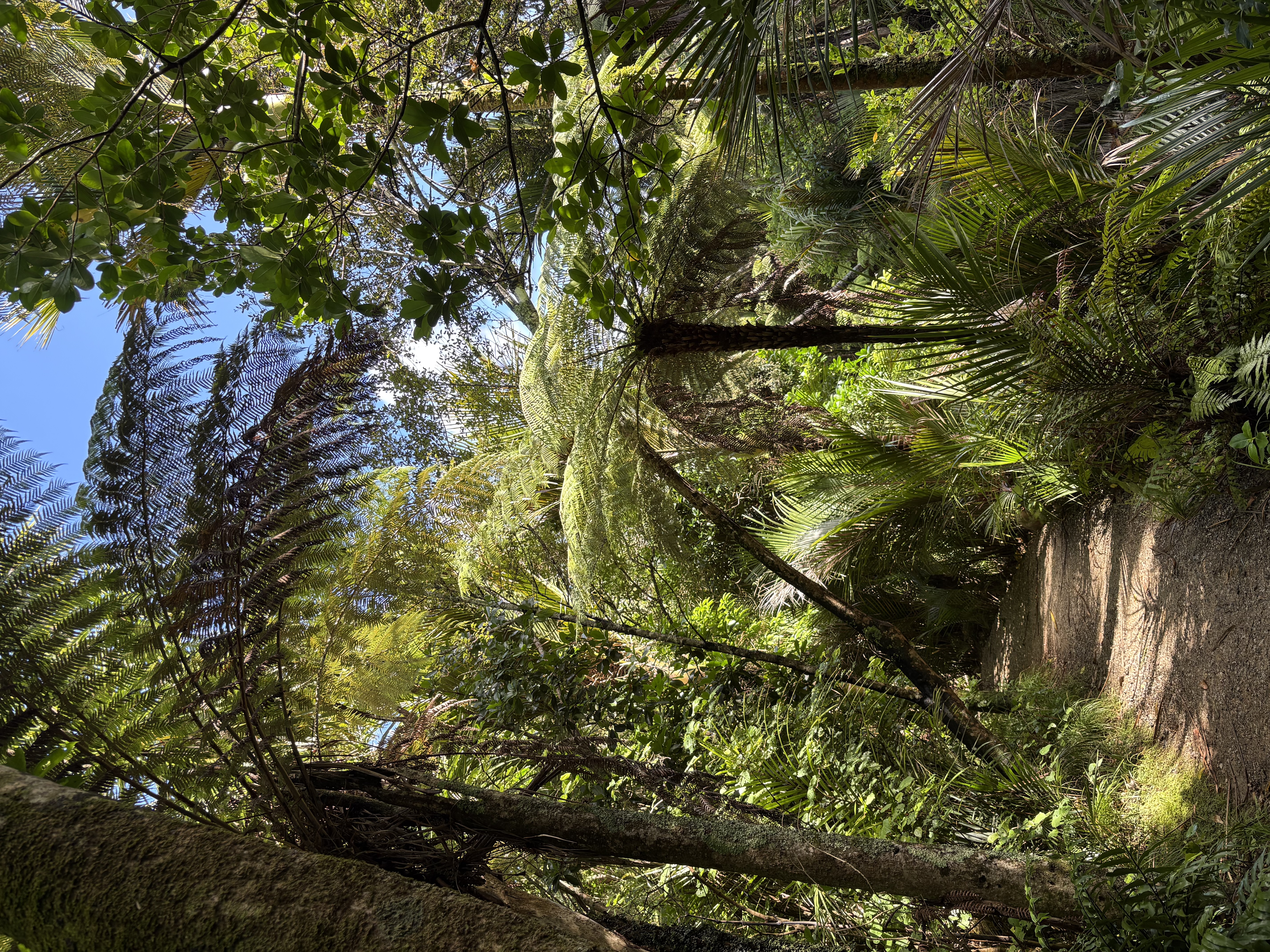 Piha — Kitekite path farn