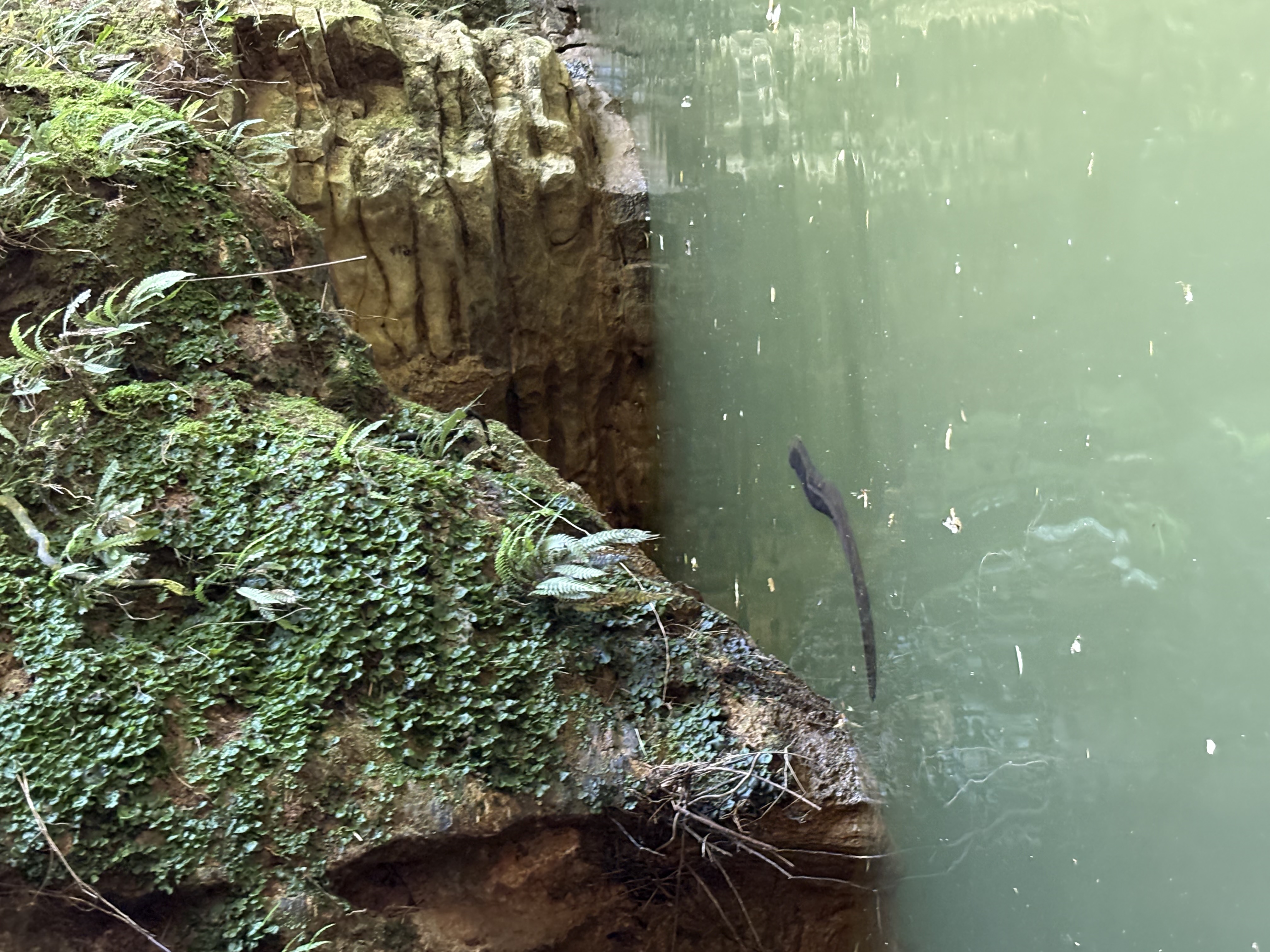 Waitomo: Day 12 — Drifting Under Thousands of Glowworms