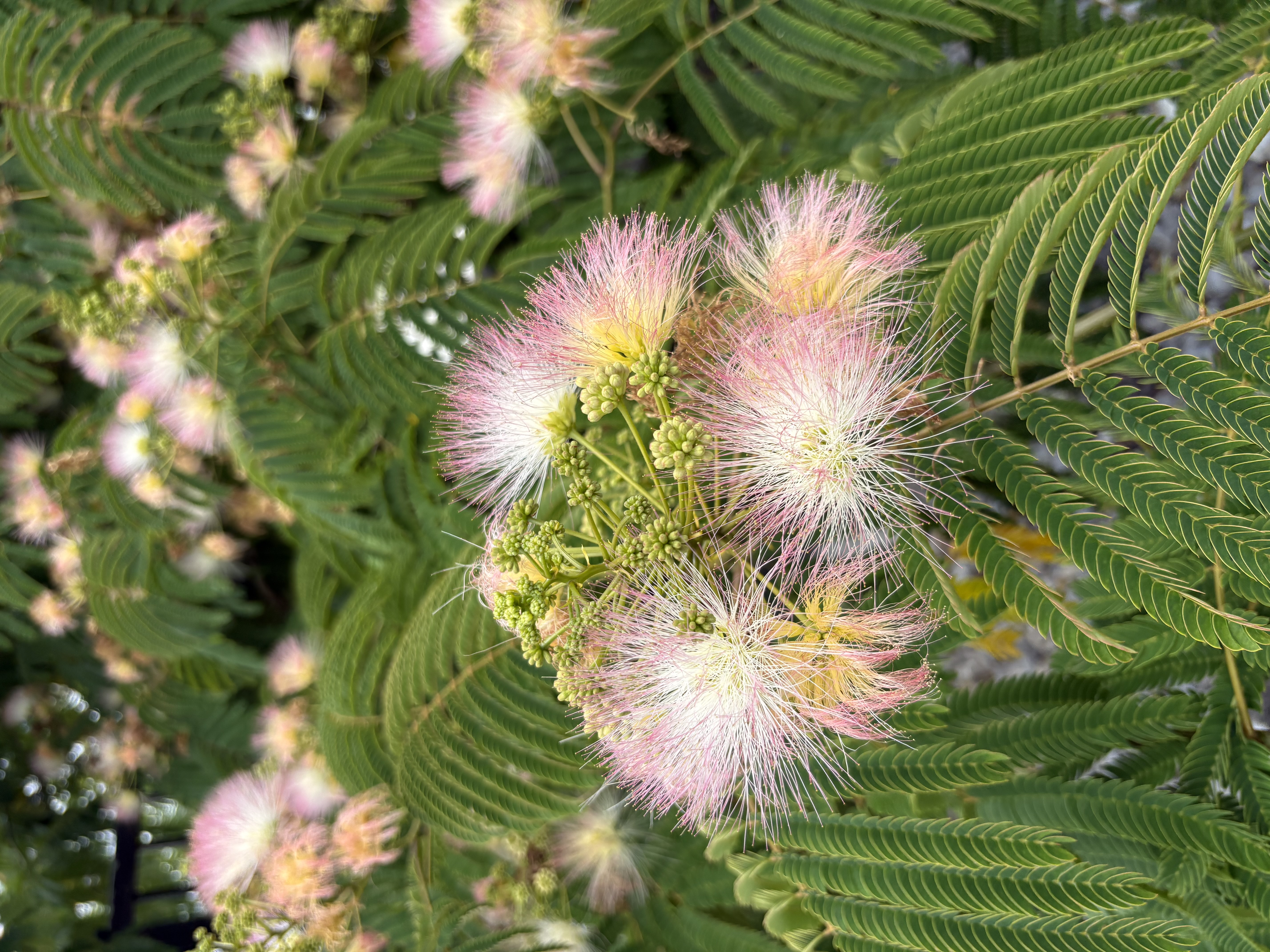 Waitomo — Waitomo flowers